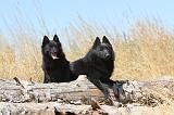 SCHIPPERKE 119